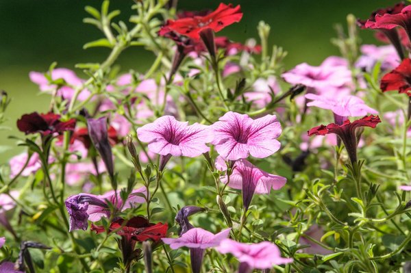 ¿Qué muebles elegir para un jardín pequeño?